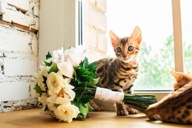 Bengal kedicikleri bir buket çiçek ve pencereyle yakınlarda oturmuş gözlerini kaçırıyorlar.