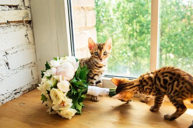 Bengal kedicikleri bir buket çiçek ve pencereyle yakınlarda oturmuş gözlerini kaçırıyorlar.