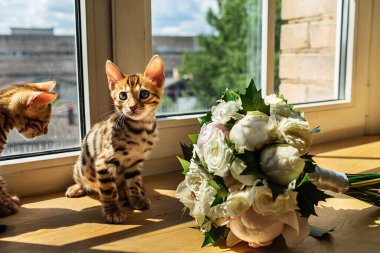 Bengal kedicikleri bir buket çiçek ve pencerenin yanında oturmuş kameraya bakıyor.