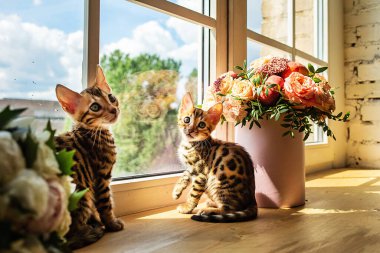 Bengal kedicikleri bir buket çiçek ve pencereyle yakınlarda oturmuş gözlerini kaçırıyorlar.