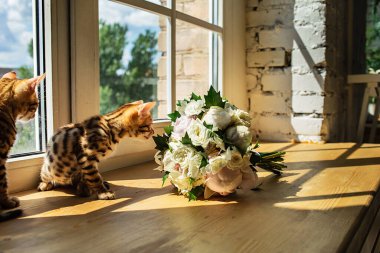 Bengal kedicikleri masada oturuyor ve pencerenin kenarındaki çiçekleri kokluyor.