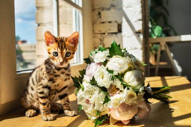 Bengal kedicikleri bir buket çiçek ve pencerenin yanında oturmuş kameraya bakıyor.