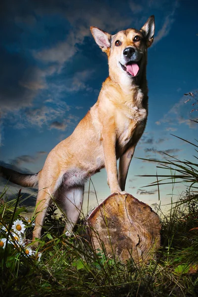 Focused Young Shepherd Dog Standing Log While Guarding Location Walk — Stock Photo, Image