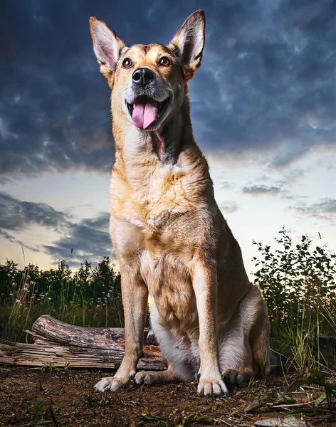 Egészséges Aranyos Kutya Földön Réten Fák Háttérben Szürkületben — Stock Fotó