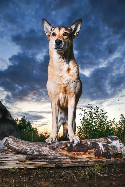 Dołu Skupiony Młody Pies Pasterski Stojący Pniu Strzegący Miejsca Podczas — Zdjęcie stockowe