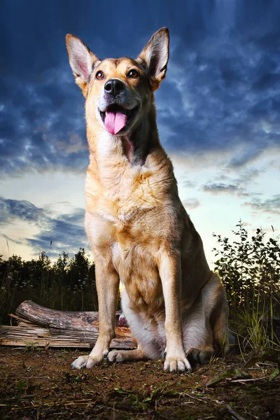 Zdrowy Uroczy Pies Siedzi Ziemi Łące Drzewami Tle Zmierzchu — Zdjęcie stockowe