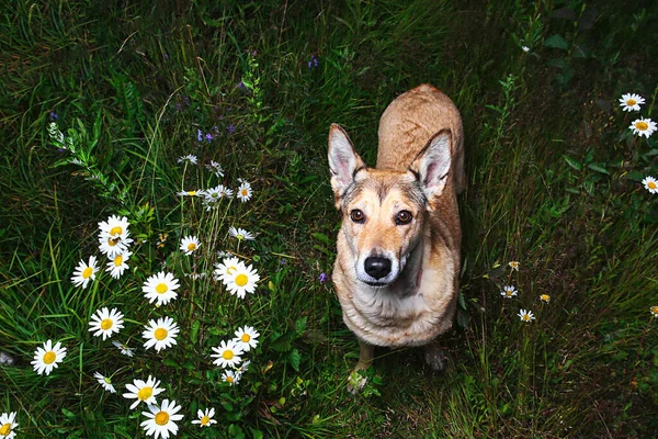 Desde Arriba Adorable Perro Mirando Cámara Mientras Está Pie Hierba —  Fotos de Stock