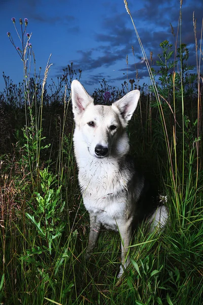 Nuttet Ung Hvid Hyrdehund Kigger Kameraet Sidder Højt Græs Tur - Stock-foto