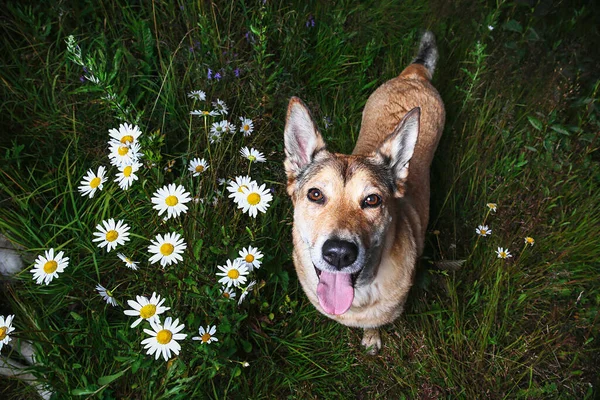 Alacakaranlıkta Çimlerin Üzerinde Dikilirken Kameraya Bakan Sevimli Köpekten — Stok fotoğraf