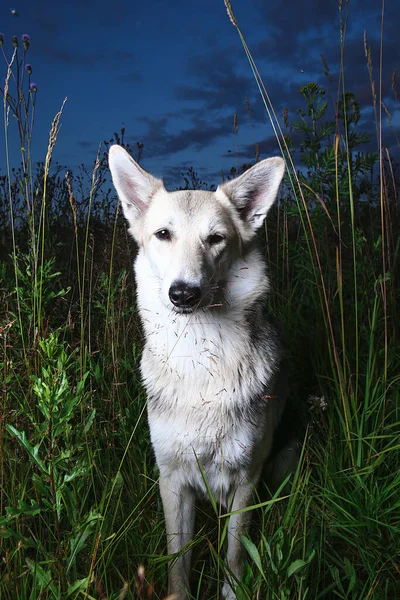 Rozkošný Mladý Bílý Ovčák Pes Dívá Kameru Sedí Vysoké Trávě — Stock fotografie