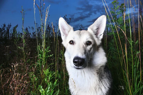 Adorável Jovem Cão Pastor Branco Olhando Para Câmera Sentado Grama — Fotografia de Stock