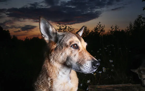 愛らしい赤い羊飼い犬を見てカメラと座って背の高い草の中を歩く中に夕暮れでフィールド — ストック写真