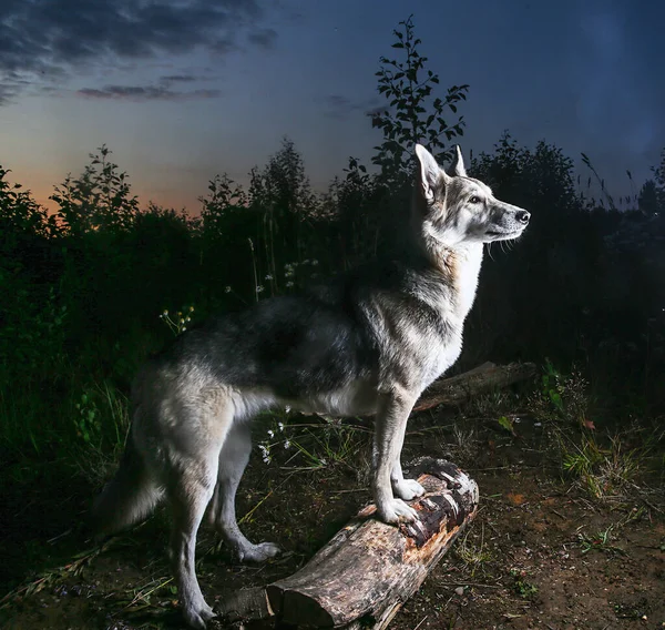 Gün Batımında Ormanda Yürürken Çoban Köpeğinin Kütüğün Üzerinde Dikilirken Yandan — Stok fotoğraf