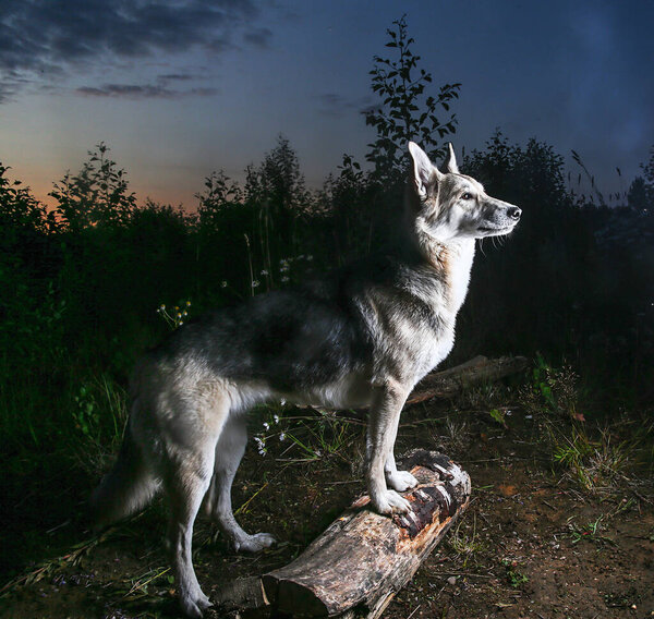 Side view of shepherd dog standing on log while guarding location during walk in forest in sunset