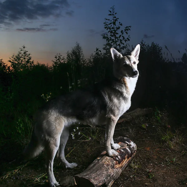 Gün Batımında Ormanda Yürürken Çoban Köpeğinin Kütüğün Üzerinde Dikilirken Yandan — Stok fotoğraf