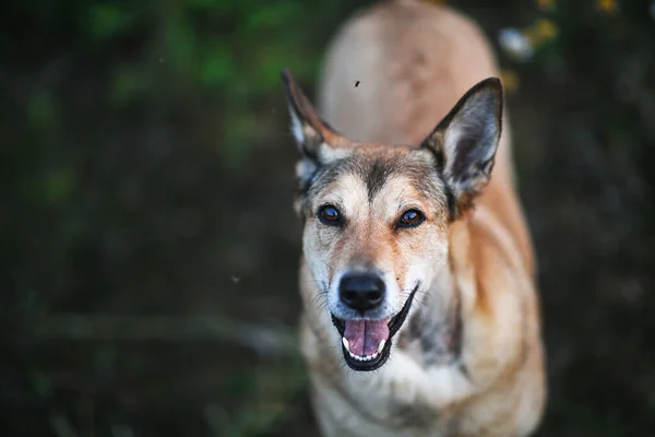 Active Brown Crossbreed Dog Looking Camera While Standing Walk Park — Stock Photo, Image