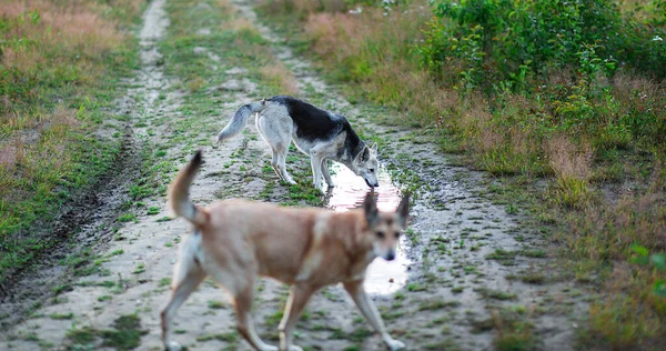 Happy crossbreed dog drinking water from puddle on ground during walk on meadow in twilight