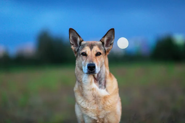 Счастливая Собака Скресток Смотрит Камеру Стоит Земле Время Прогулки Лугу — стоковое фото