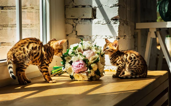 Meraklı Bengal kedileri evin penceresinin yanındaki masada oturan çiçek buketi kokulu.