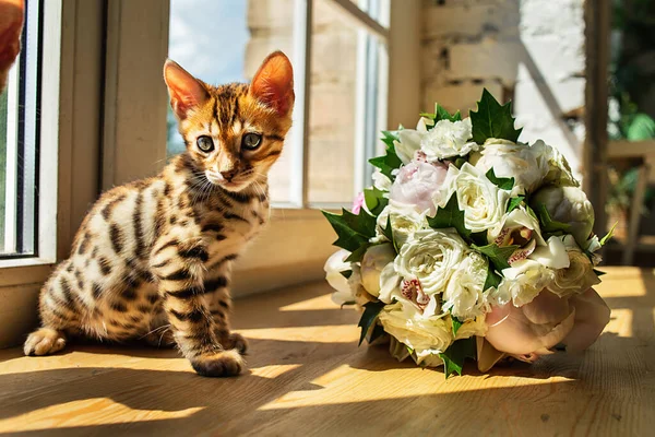 Bengal kedicikleri bir buket çiçek ve pencerenin yanında oturmuş kameraya bakıyor.