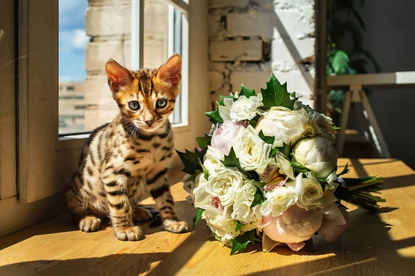 Bengal kedicikleri bir buket çiçek ve pencerenin yanında oturmuş kameraya bakıyor.