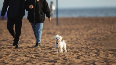Güneşli bir günde kumsalda yürüyen beyaz kucak köpeğinin yan görüntüsü