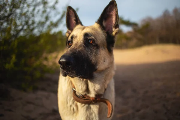 Ein Großer Schöner Osteuropäischer Schäferhund Steht Einem Sonnigen Tag Strand — Stockfoto