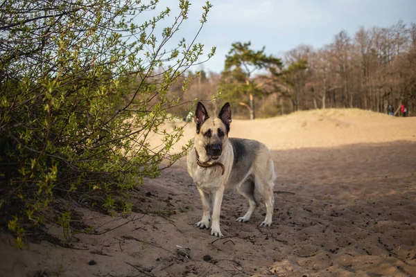 Duży Piękny Owczarek Wschodnioeuropejski Stoi Piasku Plaży Słoneczny Dzień Patrzy — Zdjęcie stockowe