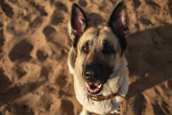 Ein Großer Schöner Osteuropäischer Schäferhund Sitzt Einem Sonnigen Tag Strand — Stockfoto