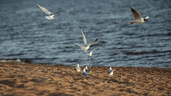 Side Visning Måger Stranden Måger Kommunikere Søge Efter Mad - Stock-foto