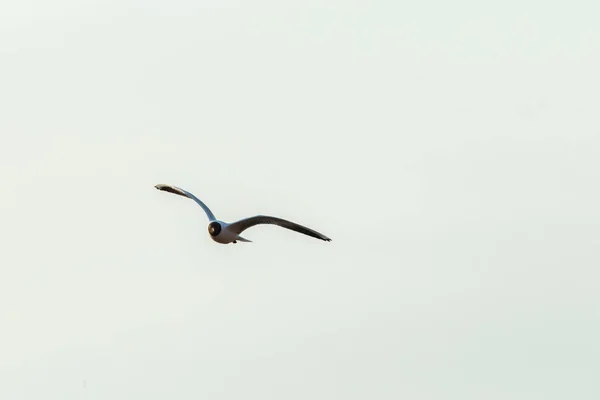 Вид Сигуллу Летящую Красивом Безоблачном Голубом Небе — стоковое фото