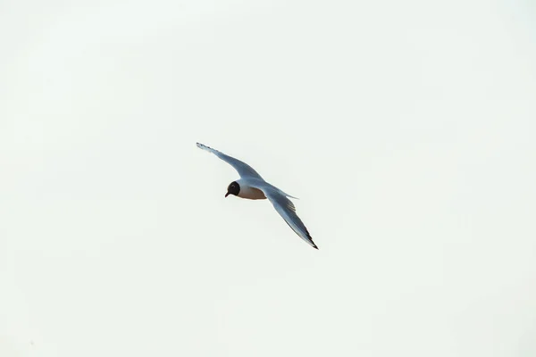 Vista Gaviota Volando Sobre Hermoso Cielo Azul Sin Nubes —  Fotos de Stock