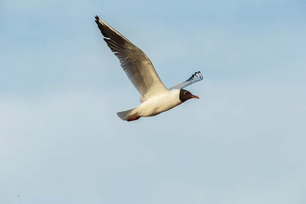 Zicht Zeemeeuw Vliegen Prachtige Wolkeloze Blauwe Lucht — Stockfoto