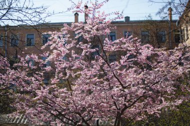 Sakura. Güneşli bir günde, pembe kiraz çiçeğinin kapağını kapatın. Bahar