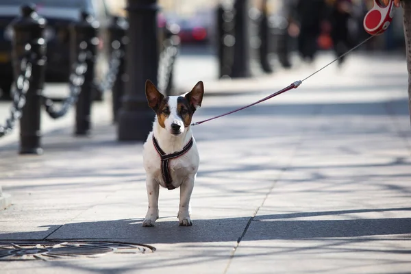 Dog on a leash walking with faceless owner at sidewalk on a urban street.