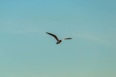 Mavi gökyüzü bulutlarında martıların böğüren görüntüsünden.