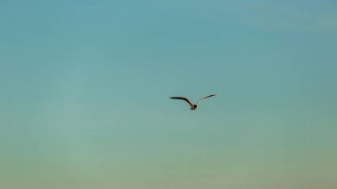 Mavi gökyüzü bulutlarında martıların böğüren görüntüsünden.