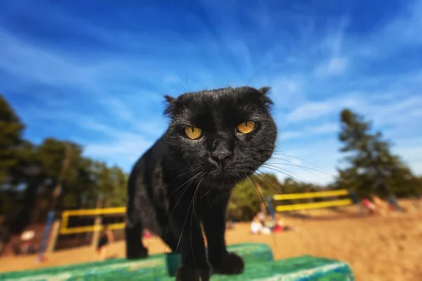 Porträtt Den Vackra Svarta Katten Står Grön Bänk Stranden Medan — Stockfoto