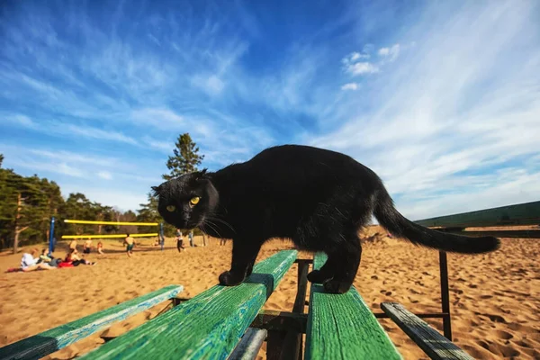 Ritratto Del Bel Gatto Nero Erge Una Panchina Verde Sulla — Foto Stock