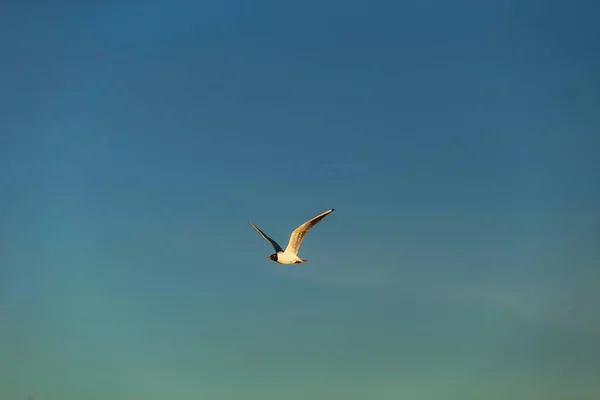 Desde Abajo Vista Gaviota Las Nubes Azules Del Cielo —  Fotos de Stock