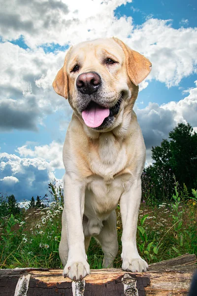 blockhead yellow lab