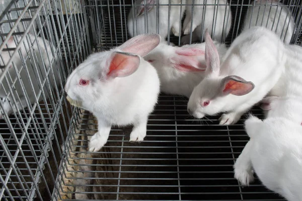 farm rabbits for the study