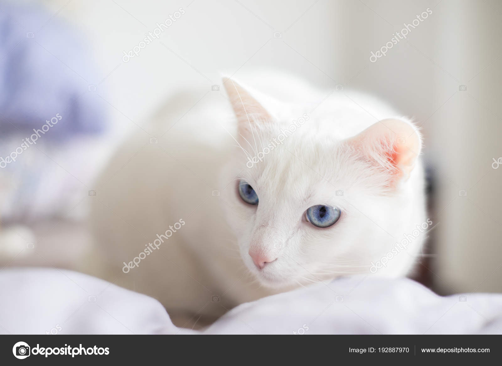 Weiße Katze Mit Blauen Augen Mit Einem Intensiven Blick