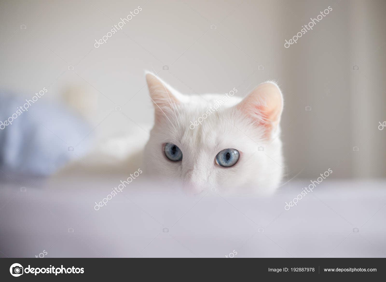 Chat Blanc Aux Yeux Bleus Avec Un Regard Intense
