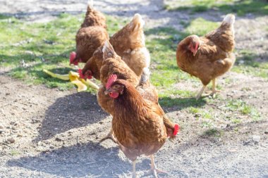 Kahverengi tavuk ağıl içinde yere batma