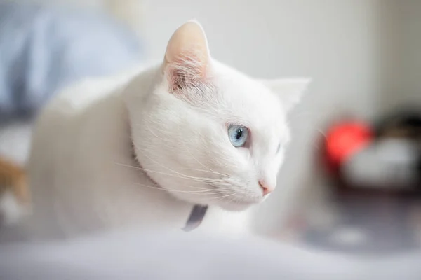 Gato branco com olhos azuis com um olhar intenso — Fotografia de Stock