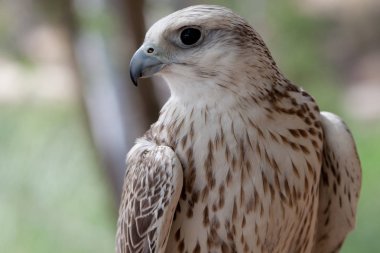 kuşları büyük ve çarpıcı gözleri güzel renk