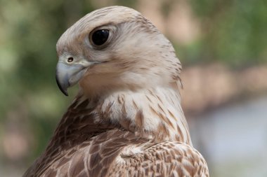 kuşları büyük ve çarpıcı gözleri güzel renk