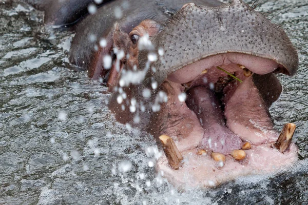 Hipopótamo salvaje y peligroso dentro del agua —  Fotos de Stock