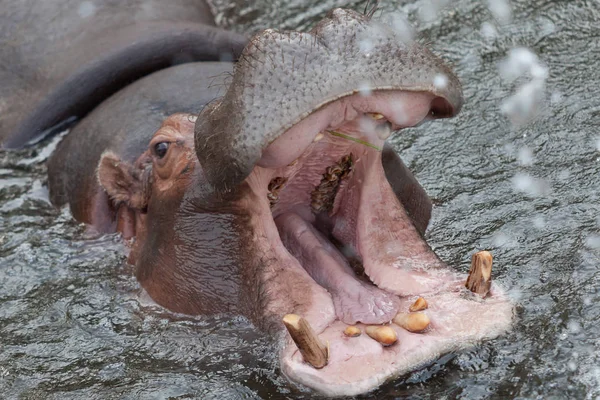 Hipopótamo salvaje y peligroso dentro del agua — Foto de Stock